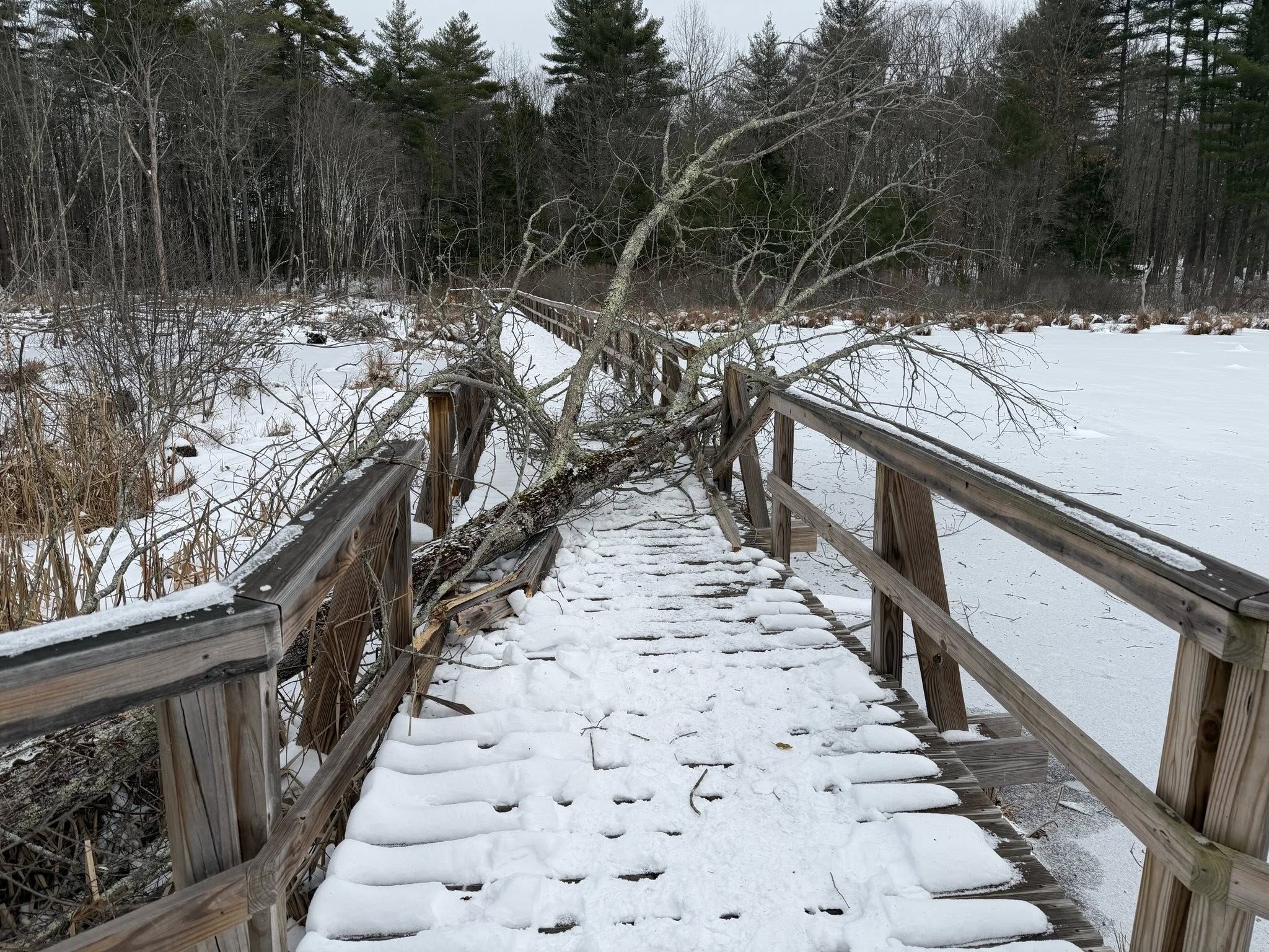 Trail cleanup photo 1